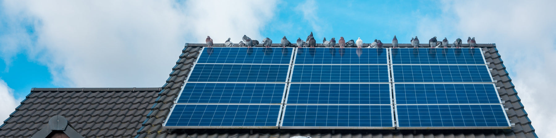 Solar Mesh Bird Proofing