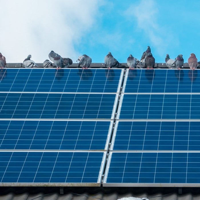 Solar Mesh Bird Proofing