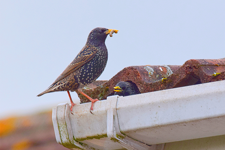 Protect Gutters from Damage